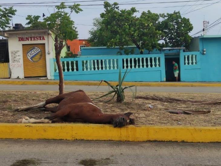 ¿Fue el cansancio? Fallece y abandonan a caballo durante festividades a San Isidro en villa Allende