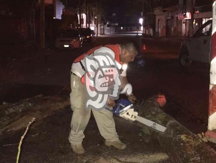 Cosas de Veracruz: Cae palmera y obstruye vialidad en Acayucan