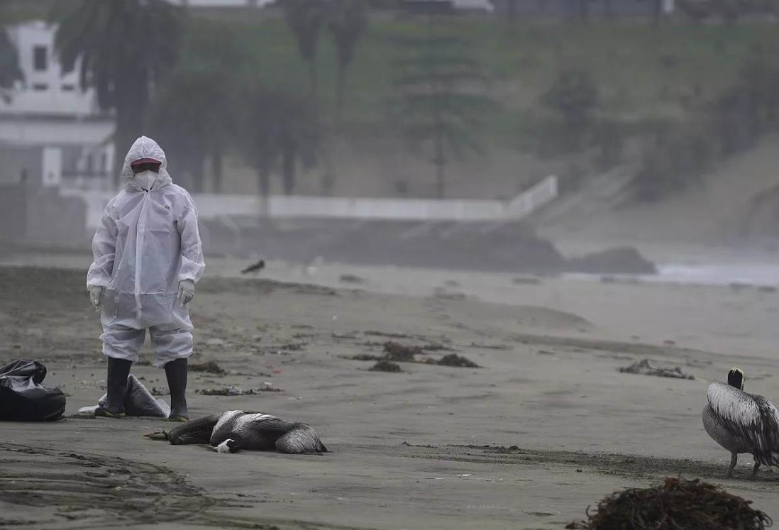 Alerta Brasil por aparición de casos de gripe aviar en aves marinas silvestres