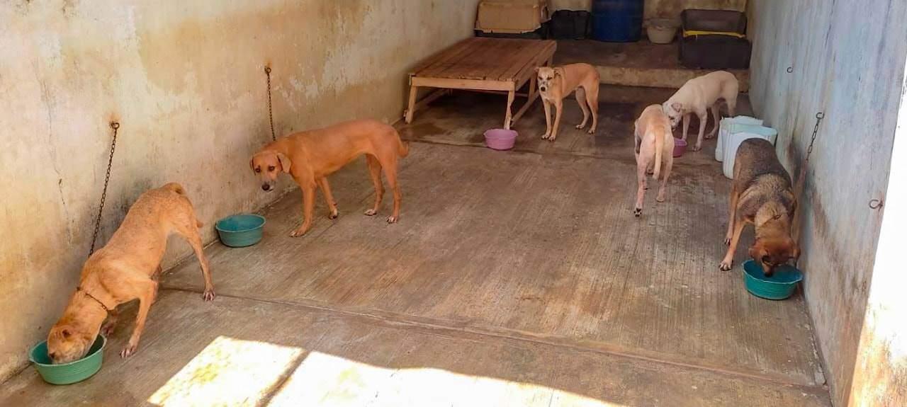 Se han atendido más de 50 denuncias de maltrato animal en Coatzacoalcos