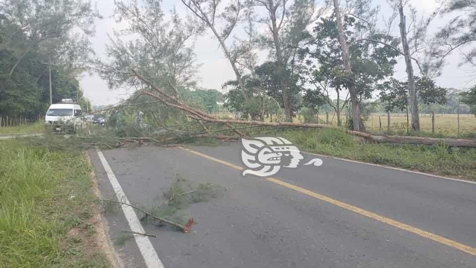 Cae árbol y cierra circulación de la carretera Las Choapas-Cuichapa