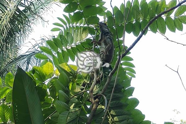 En peligro reproducción de iguanas en el sur de Veracruz