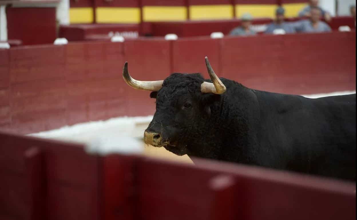 Anuncian la primera Feria del Toro en Medellín de Bravo