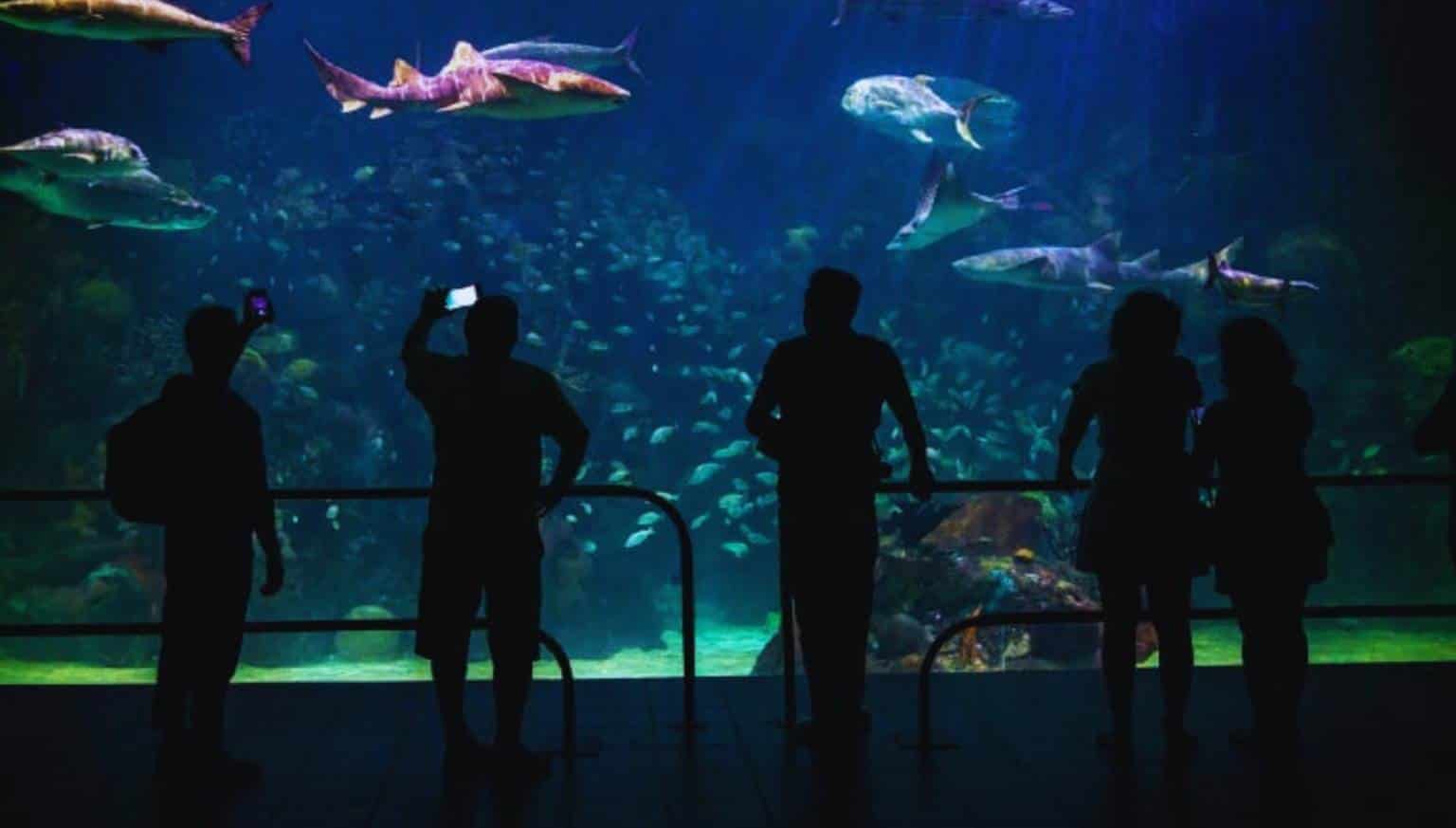 Un año de Aquarium de Veracruz: ¿Avances o retrocesos?