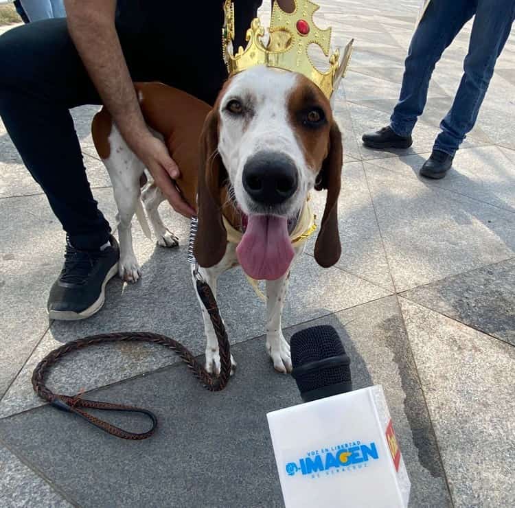 Invitan al Carnaval Canino 2023 en Veracruz; buscan recaudar fondos para albergue (+Video)