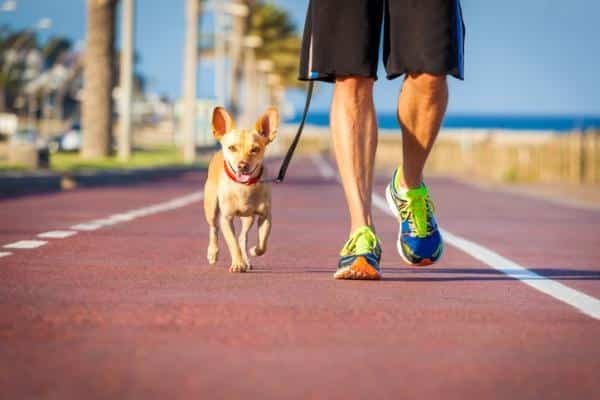 ¡Entérate! Invitan a primera carrera canófila con causa en Veracruz