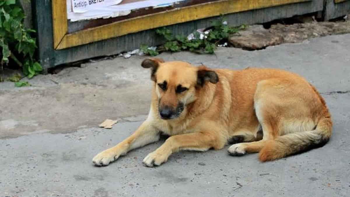 Llaman a proteger a mascotas para evitar golpes de calor por altas temperaturas
