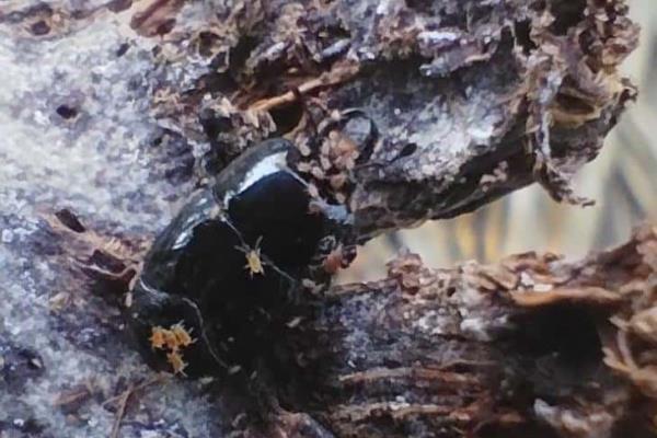 Picudo negro amenaza producción de coco en ejidos de Coatzacoalcos (+Video)
