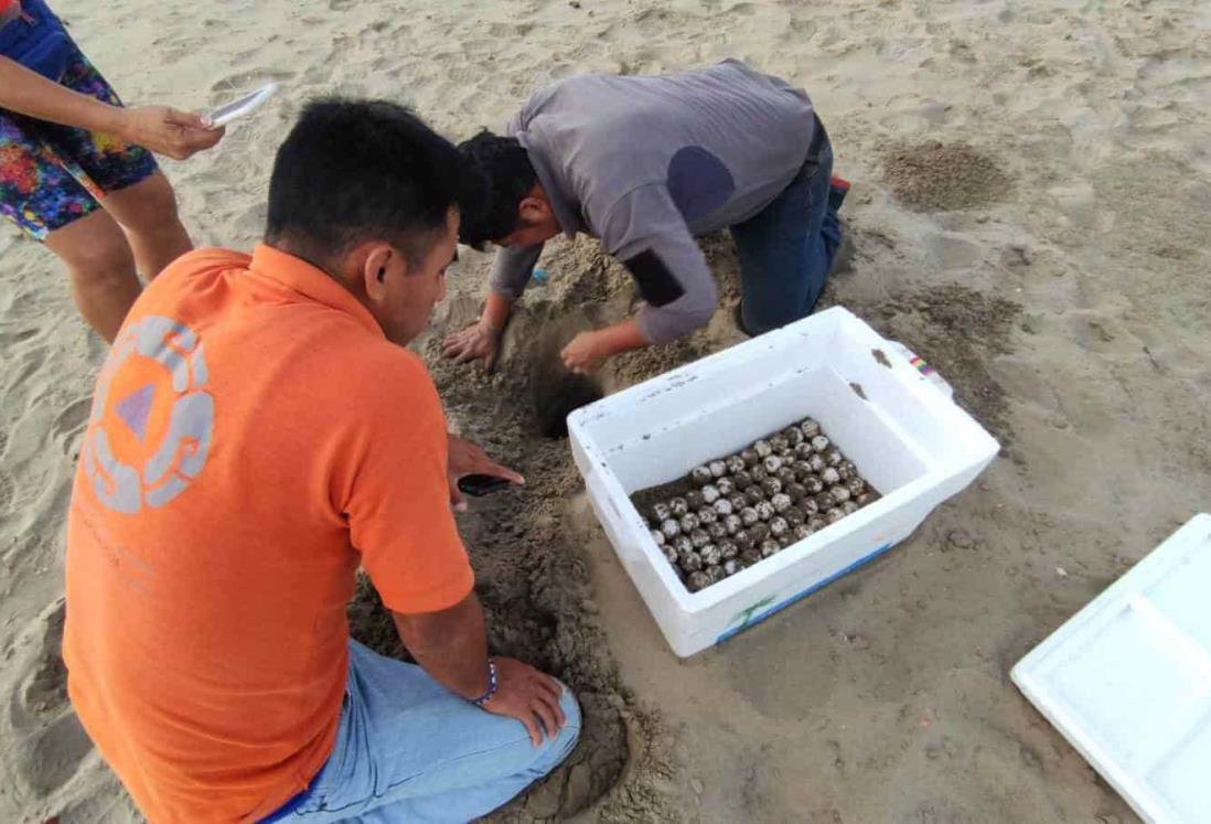 Tortuga desova 105 huevos en playas del sur de Veracruz