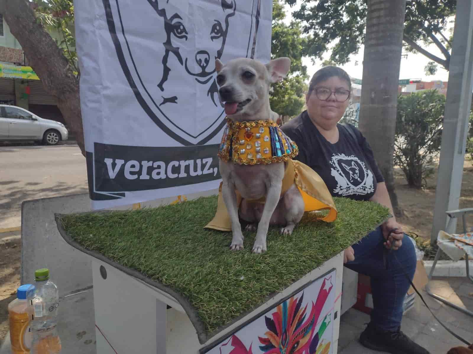 Carnaval Canino de Veracruz va por meta de 3.5 toneladas de croquetas