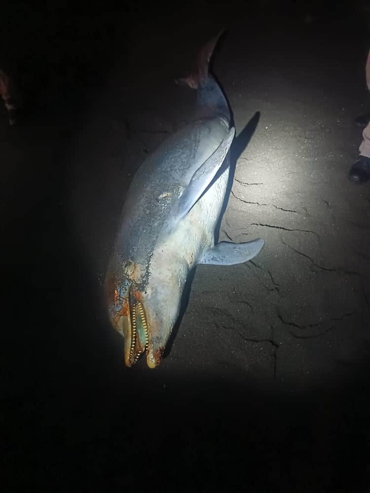 Hallan delfín muerto en playas de la Riviera Veracruzana(+Video)