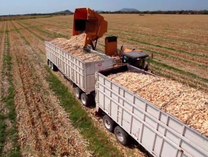 Veracruz ocupa el segundo lugar en producción de alimentos