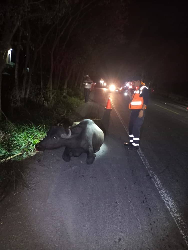 Camioneta choca contra una vaca en Tierra Blanca