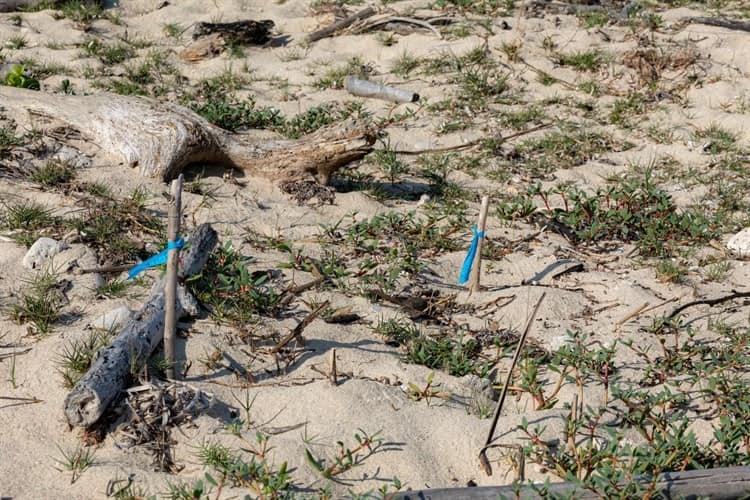 Instala Aquarium del Puerto de Veracruz campamentos tortugueros en islas del Sistema Arrecifal Veracruzano