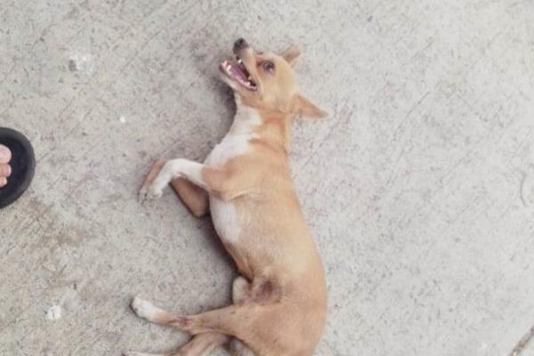 Cobarde sujeto atropella a perrito en Veracruz y escapa