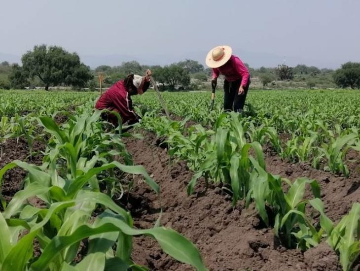 Ceniza del Popocatépetl arruinó la mitad de los cultivos en Puebla