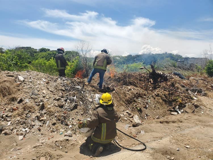 Abejas atacan a empleados municipales en Coatzacoalcos; estaban limpiando