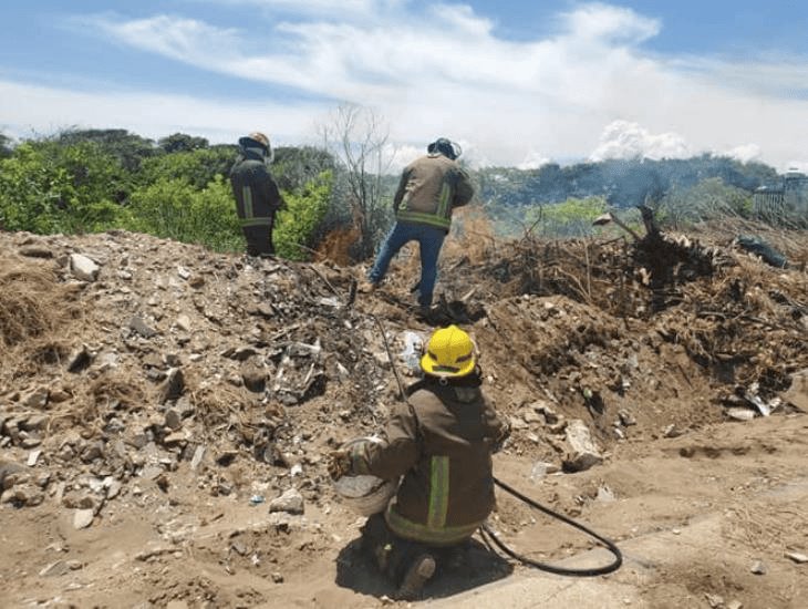 Abejas atacan a empleados municipales en Coatzacoalcos; estaban limpiando