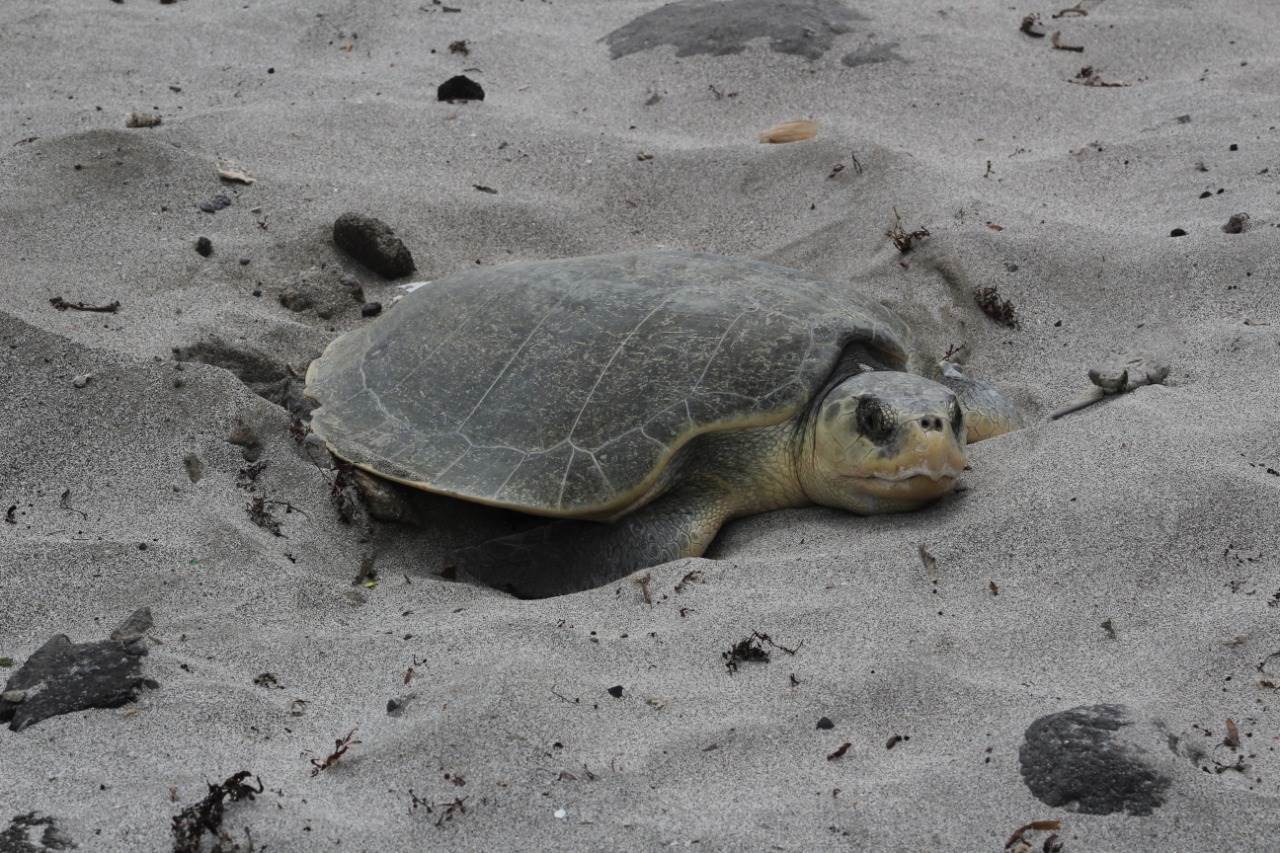 Llaman a cuidar a tortugas marinas que arriban a desovar en playas de Veracruz-Boca del Río