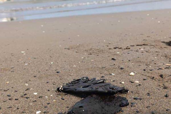 Las heridas del océano: chapopote deja su marca en la playa de Chachalacas