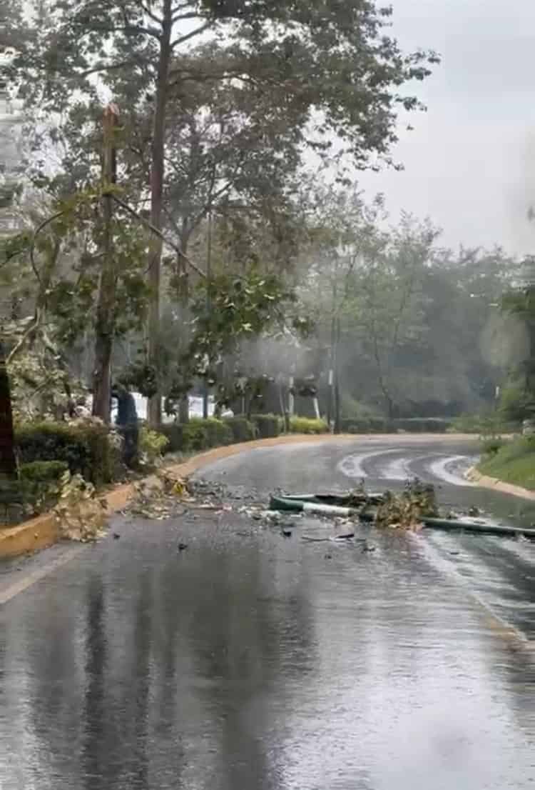 Grúa derriba árbol en Xalapa: trabajador del Ayuntamiento muere y hay 4 heridos