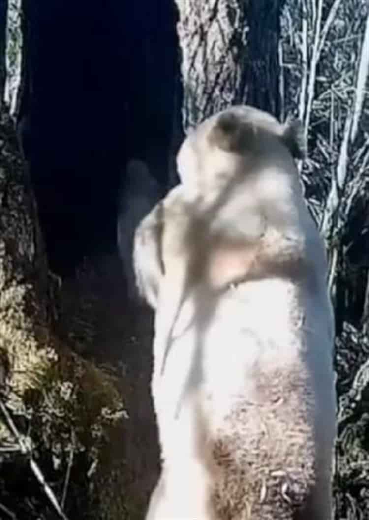 ¡Increíble! Captan al único panda albino en el mundo