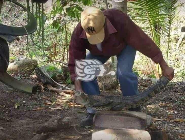 ¡Temor entre comensales! lagarto ingresa a un restaurante de Ixhuatlán