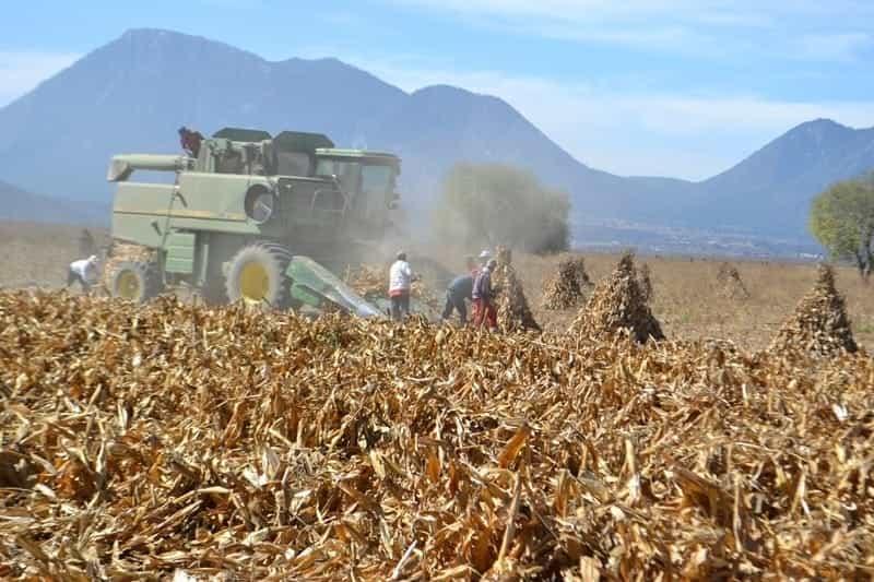 Altos costos de insumos y bajas ventas asfixian a productores en Veracruz