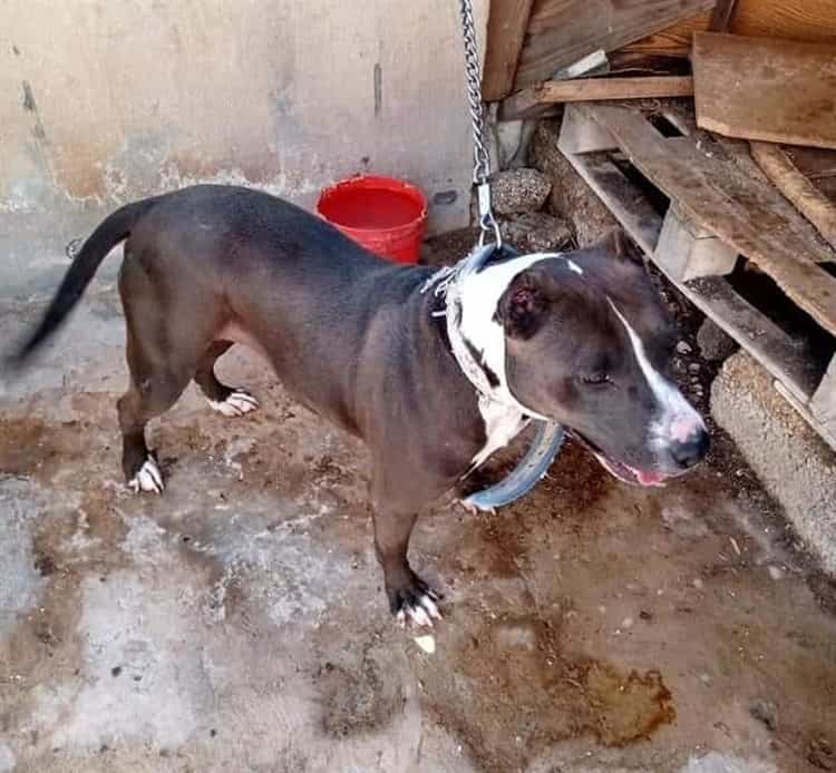 ¿Perros pitbull son una raza peligrosa? Esto dicen los especialistas