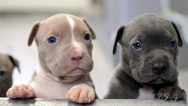 ¿Perros pitbull son una raza peligrosa? Esto dicen los especialistas