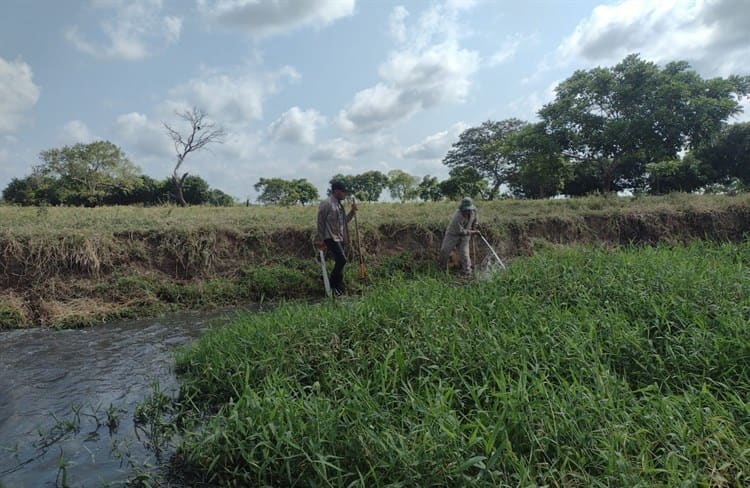 Ante próxima temporada de lluvias, retiran basura y lirio acuático de arroyo El Control