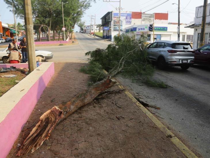 Rama de pino cayó encima de camioneta en Coatzacoalcos