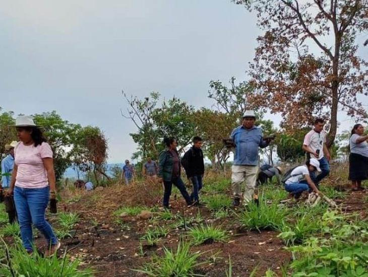 Realizan campaña de reforestación en la Sierra de Santa Martha