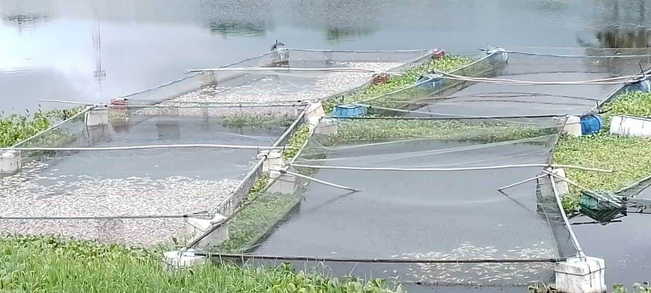 Mueren peces en río Actopan por desechos tóxicos de ingenio, acusan