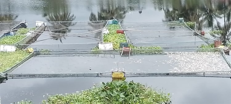 Mueren peces en río Actopan por desechos tóxicos de ingenio, acusan