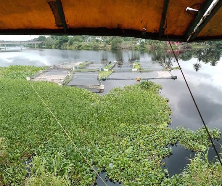 Mueren peces en río Actopan por desechos tóxicos de ingenio, acusan