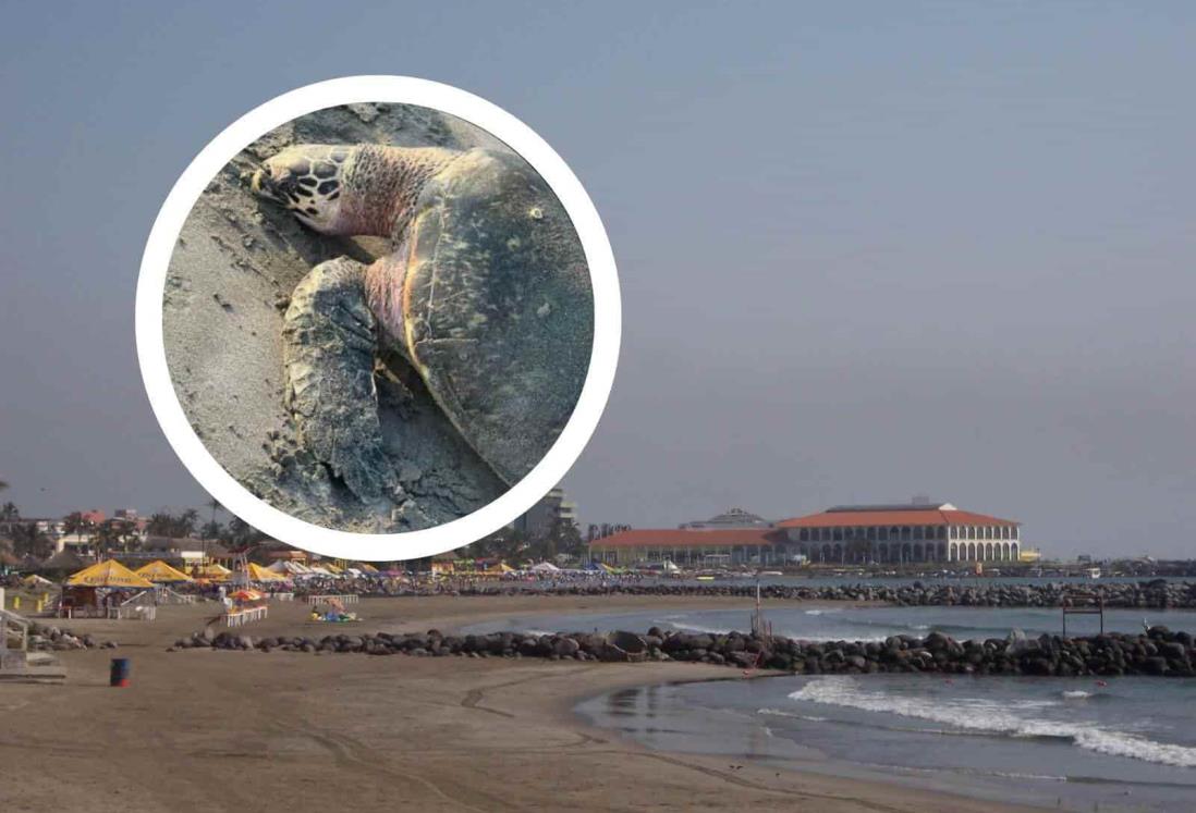 En 2023, van 4 tortugas halladas muertas en playas de Veracruz y Boca del Río