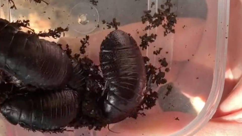 Reaparece cucaracha carnívora que se creía extinta desde hace 100 años