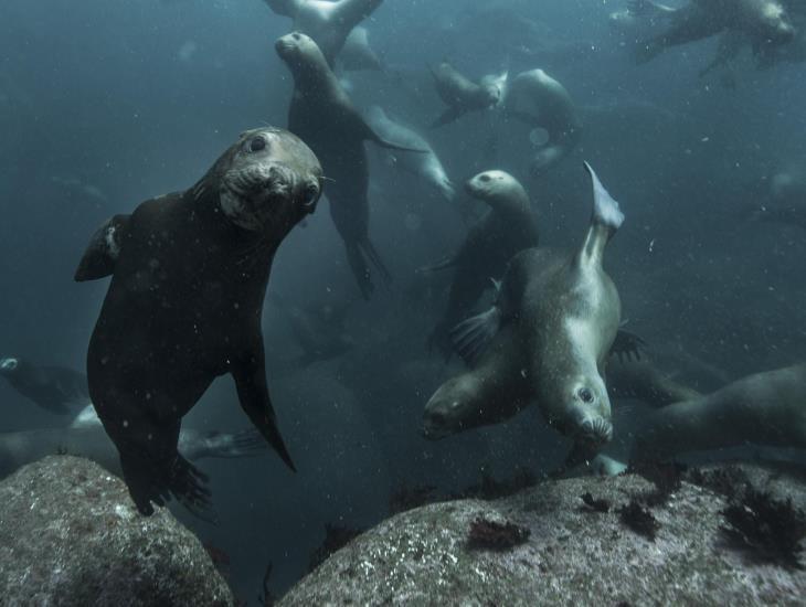 Construirá  Aquarium de Veracruz tanque para lobos marinos