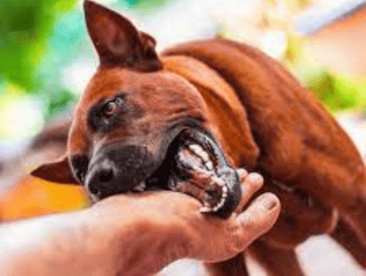 Perro defiende a niña de ataque sexual en Minatitlán; ¡héroe con colita!