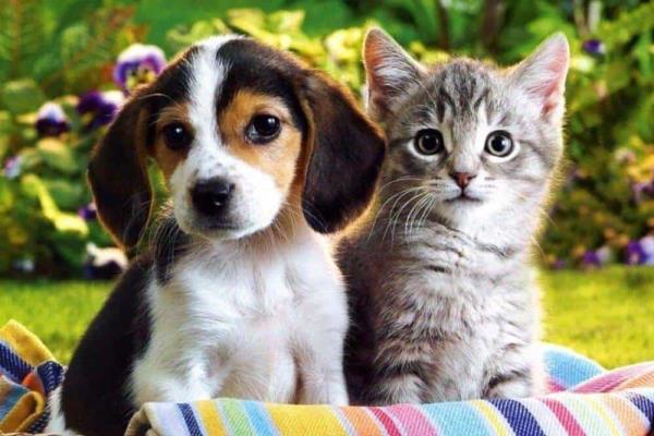 Expo Adopta cambia de fecha en Boca del Río