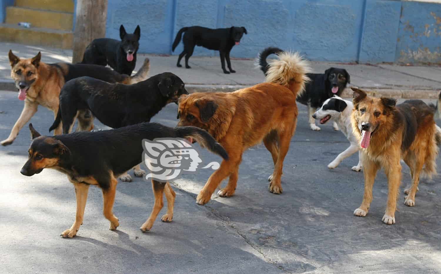 Enfermedad viral de perros callejeros preocupa a ciudadanos de Misantla