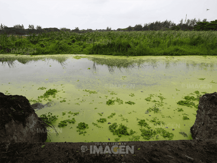 Inundaciones y maleza en laguna Lagartos, pese a obras de PMA