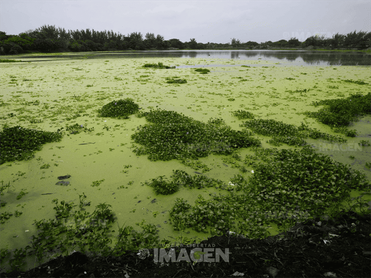 Inundaciones y maleza en laguna Lagartos, pese a obras de PMA