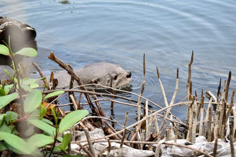 Despiden a Max la nutria que será reubicada por seguridad