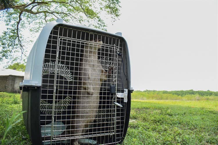 Despiden a Max la nutria que será reubicada por seguridad