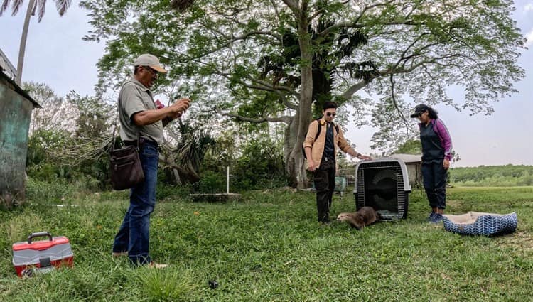 Despiden a Max la nutria que será reubicada por seguridad