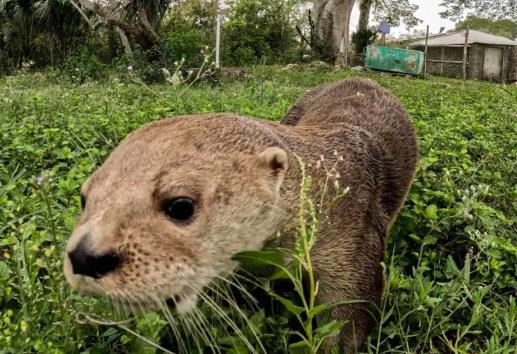 Max, nutria famosa de Alvarado, tuvo que ser reubicada