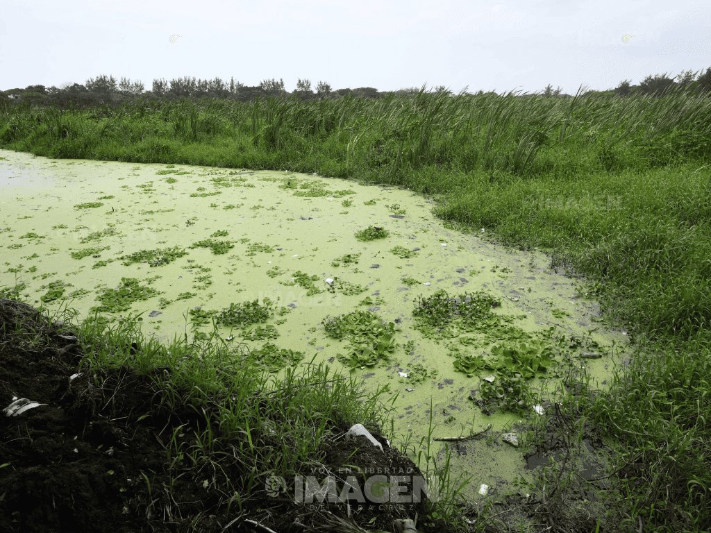 Inundaciones y maleza en laguna Lagartos, pese a obras de PMA