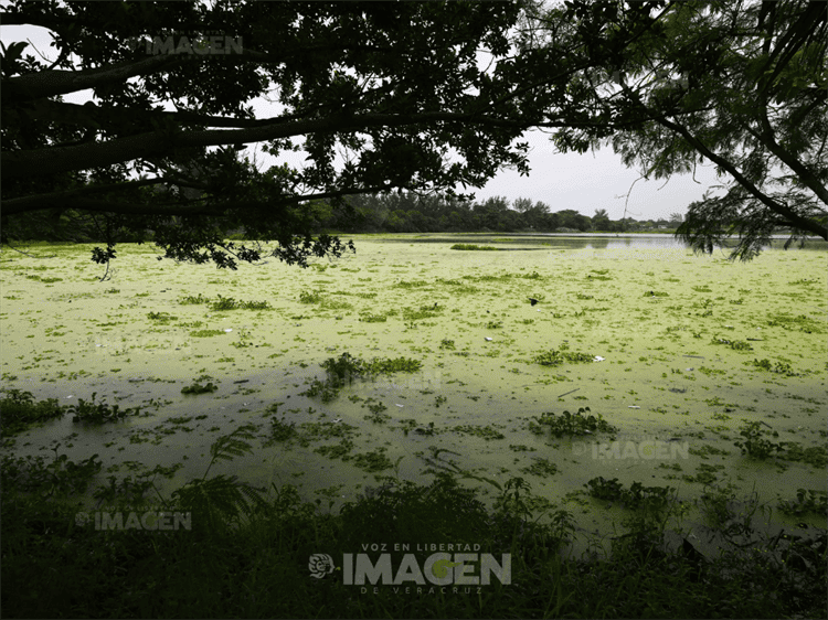 Inundaciones y maleza en laguna Lagartos, pese a obras de PMA